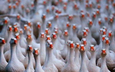 Márton-napi lámpás felvonulás