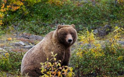 Járt-e medve Bükkaranyoson?