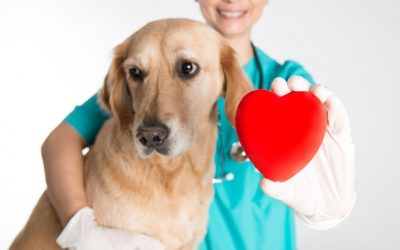 Eboltási értesítő