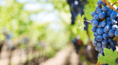 Védjük meg közösen a hazai ültetvényeket